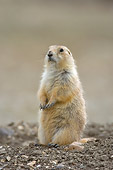 MAM 10 NE0003 01
Black-Tailed Prairie Dog Sitting Up On Dirt
