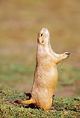 MAM 10 RF0009 01
Black-Tailed Prairie Dog Standing On Hind Legs Sniffing Air