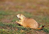 MAM 10 RF0010 01
Black-Tailed Prairie Dog Sitting In Field