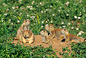 MAM 10 RF0011 01
Group Of Black-Tailed Prairie Dogs Sitting In Field At Entrance To Burrow