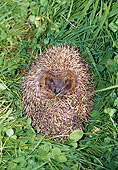 MAM 11 GL0001 01
European Hedgehog Threatened On Grass