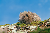 MAM 11 GL0002 01
European Hedgehog Sitting On Moss-Covered Bark Against Blue Sky