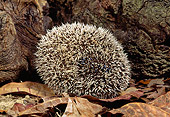 MAM 11 MC0001 01
Hedgehog Rolled Up On Forest Floor