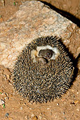 MAM 11 MC0002 01
Portrait Of Hedgehog Threatened On Red Dirt Kenya