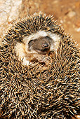MAM 11 MC0003 01
Close-Up Of Hedgehog Resting Kenya