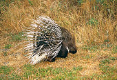 MAM 11 RK0001 14
Porcupine On Grass