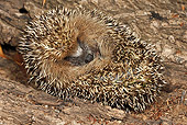 MAM 11 WF0001 01
Hedgehog Rolled Up On Log