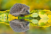 MAM 11 WF0002 01
Hedgehog Foraging Near Garden Pond With Reflection