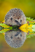 MAM 11 WF0003 01
Hedgehog Mirrored In Garden Pond