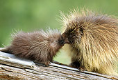 MAM 11 RF0009 01
Porcupine Mother Grooming Young On Log