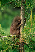 MAM 11 RW0001 01
Young Porcupine In Tree