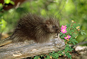 MAM 11 RW0002 01
Baby Porcupine Sitting On Log By Pink Flowers In Forest