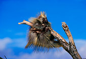MAM 11 SM0037 01
Porcupine Trying To Climb On Branch After Wind Storm