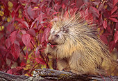 MAM 11 TK0001 01
Porcupine Sitting On Log By Autumn Shrub