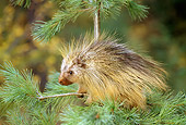 MAM 11 TK0002 01
Porcupine Climbing Pine Tree