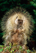MAM 11 TK0003 01
Porcupine Sitting On Tree Stump