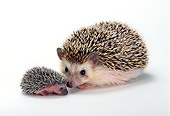 MAM 11 TK0004 01
Four-Toed (African Pygmy) Hedgehog Mother And Young Sitting On White Seamless