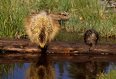 MAM 11 TL0001 01
Porcupine Mother And Young On Log By Water