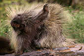 MAM 11 TL0002 01
Porcupine Scratching