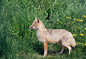 MAM 12 BA0001 01
Swift Fox Standing In Grass Field With Dandelions Profile