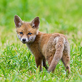 MAM 12 KH0001 01
Red Fox Kit Standing In Grass By Burrow France