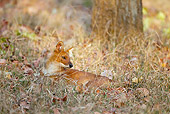 MAM 12 MC0001 01
Dhole Resting In Kanha National Park In Madhya Pradesh, India