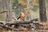 MAM 12 MC0002 01
Dhole Hunting In Kanha National Park In Madhya Pradesh, India