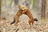 MAM 12 MC0003 01
Two Dholes Play Fighting In Kanha National Park In Madhya Pradesh, India
