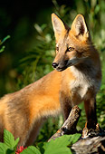 MAM 12 RW0001 01
Red Fox Pup