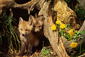 MAM 12 RW0002 01
Two Young Red Fox Pups At Den