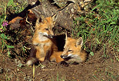 MAM 12 RW0003 01
Two Young Red Fox Pups At Den