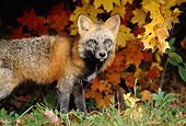 MAM 12 TK0002 01
Red Fox Standing On Grass By Autumn Tree