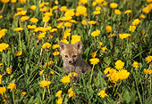 MAM 12 TL0001 01
Red Fox Pup In Flower Field