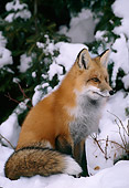 MAM 12 TL0002 01
Red Fox Sitting In Snow