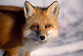 MAM 12 TL0003 01
Head Shot Of Red Fox On Snow