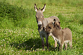 MAM 14 JE0001 01
Donkey Mother And Foal Standing In Pasture