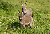 MAM 14 JE0002 01
Donkey Mother And Foal Standing In Pasture