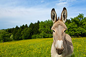 MAM 14 KH0053 01
Close-Up Of Cotentin Donkey Standing In Field With Yellow Flowers