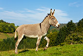 MAM 14 KH0054 01
Cotentin Donkey Walking Up Grass Hill Profile
