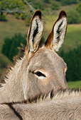 MAM 14 KH0061 01
Close-Up Of Cotentin Donkeys Standing In Field