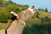 MAM 14 KH0063 01
Head Shot Of Cotentin Donkey Standing In Field Neighing Profile