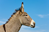 MAM 14 KH0065 01
Head Shot Of Cotentin Donkey Standing In Field