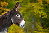 MAM 14 KH0067 01
Head Shot Of Poitou Donkey Standing In Field
