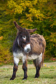 MAM 14 KH0068 01
Poitou Donkey Standing In Field