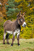 MAM 14 KH0069 01
Poitou Donkey Standing In Field