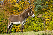 MAM 14 KH0070 01
Poitou Donkey Standing In Field