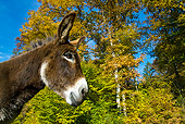 MAM 14 KH0071 01
Head Shot Of Poitou Donkey Standing In Field