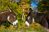 MAM 14 KH0072 01
Head Shot Of Poitou Donkeys Standing In Field