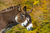 MAM 14 KH0073 01
Head Shot Of Poitou Donkeys Standing In Field