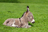 MAM 14 KH0074 01
Cotentin Donkey Colt Sleeping In Meadow